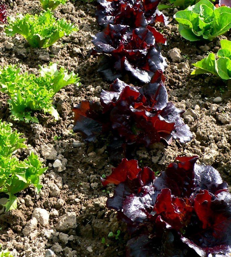 100 Sweet Red Merlot Lettuce Seeds