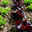 100 Sweet Red Merlot Lettuce Seeds