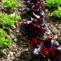 100 Sweet Red Merlot Lettuce Seeds