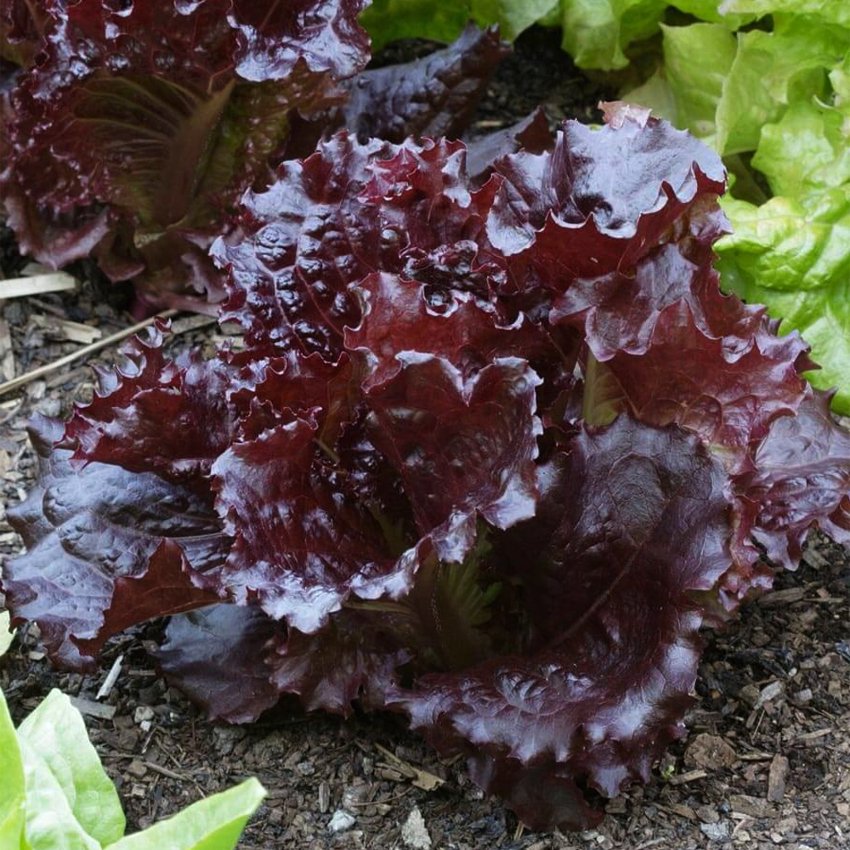 100 Sweet Red Merlot Lettuce Seeds