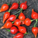 30 Sweety Drop Brazilian Biquinho Pepper Seeds