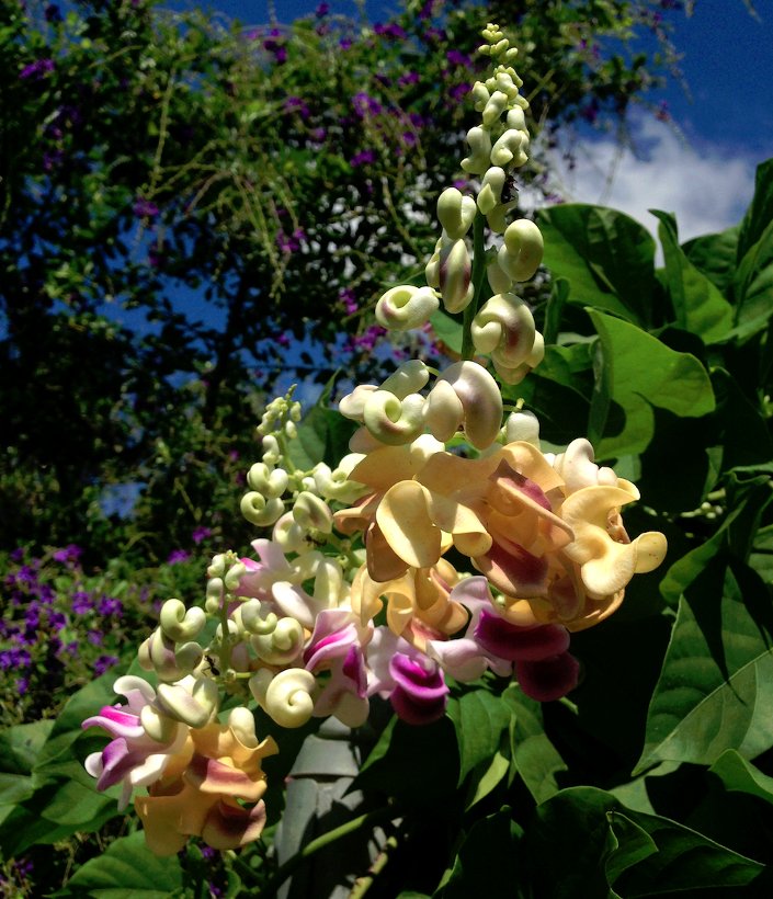 5 Corkscrew Shell Vine Cochliasanthus Caracalla Seeds