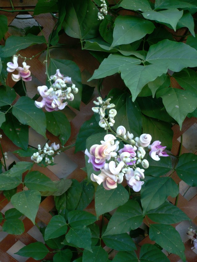 5 Corkscrew Shell Vine Cochliasanthus Caracalla Seeds