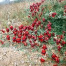 8 Red Sturts Desert Pea Vine Swainsona Seeds