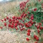 8 Red Sturts Desert Pea Vine Swainsona Seeds