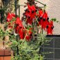 8 Red Sturts Desert Pea Vine Swainsona Seeds