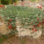 8 Red Sturts Desert Pea Vine Swainsona Seeds
