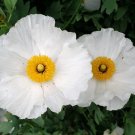 50 White Fried Egg California Tree Poppy Matilija Romneya Seeds 50 White Fried Egg California Tree Poppy Matilija Romneya Seeds