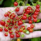 30 Tiny Wild Spoon Tomato Seeds
