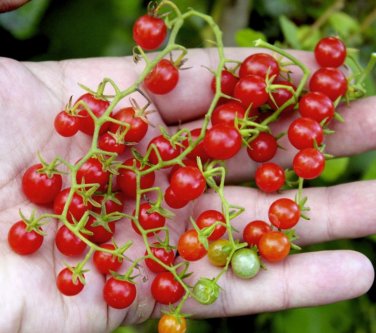 30 Tiny Wild Spoon Tomato Seeds