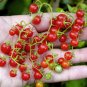 30 Tiny Wild Spoon Tomato Seeds