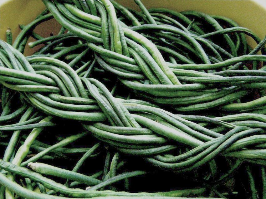 50 Green Yard Long Asparagus Bean Seeds
