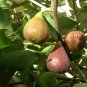 5 Assorted Texas Edible Fig Cuttings Unrooted