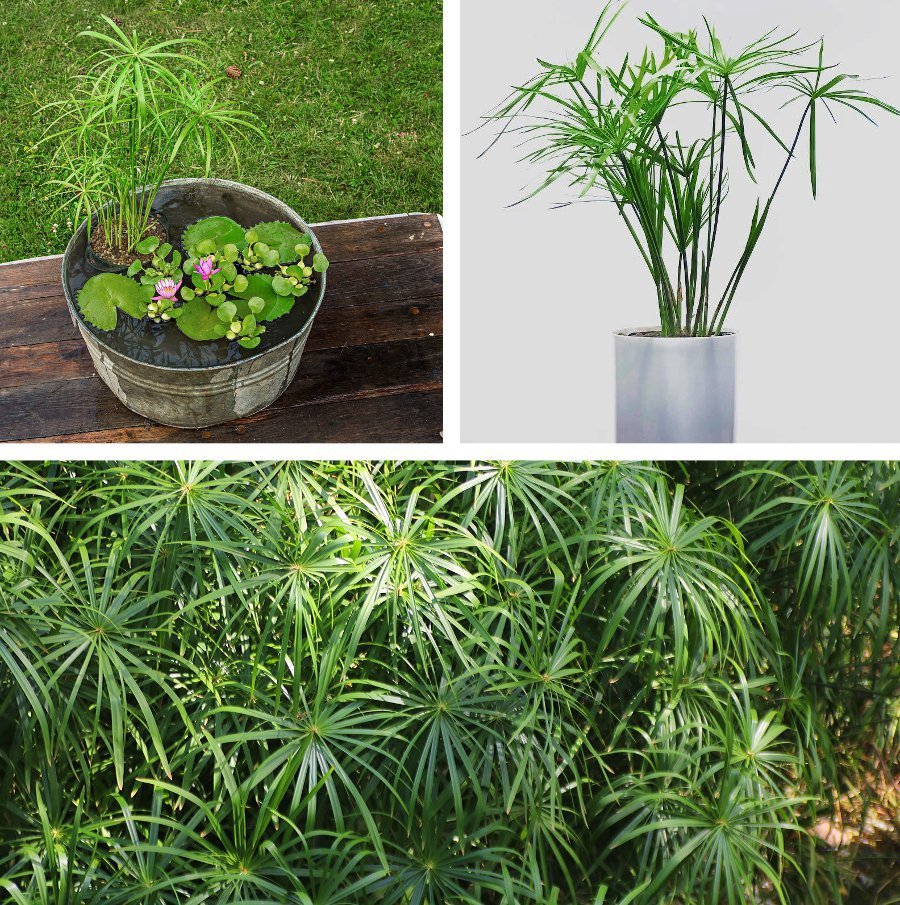 10 Pond Plant Umbrella Grass Cyperus Unrooted Cuttings