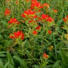 100 US Native Wildflower Red Indian Paintbrush Seeds 100 US Native Wildflower Red Indian Paintbrush Seeds