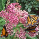 30 Pink Rose Milkweed Asclepias Seeds 30 Pink Rose Milkweed Asclepias Seeds