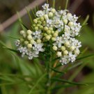 50 Eastern Whorled Milkweed White Asclepias Seeds 50 Eastern Whorled Milkweed White Asclepias Seeds