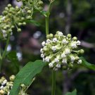 12 Woodland Poke Milkweed White Asclepias Seeds 12 Woodland Poke Milkweed White Asclepias Seeds