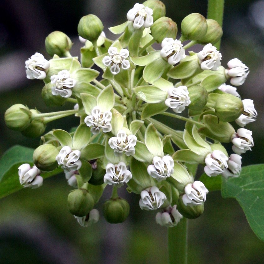 12 Woodland Poke Milkweed White Asclepias Seeds