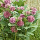 30 Pink Showy Milkweed Asclepias Seeds 30 Pink Showy Milkweed Asclepias Seeds