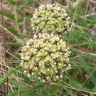 20 US Native Wildflower Green Antelopehorns Milkweed Asclepias Seeds 20 US Native Wildflower Green Antelopehorns Milkweed Asclepias Seeds