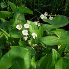 200 Arrowhead Wapato Swamp Potato Sagittaria Seeds