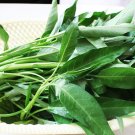 20 Kangkong Ong Choy Water Spinach Seeds