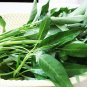 20 Kangkong Ong Choy Water Spinach Seeds