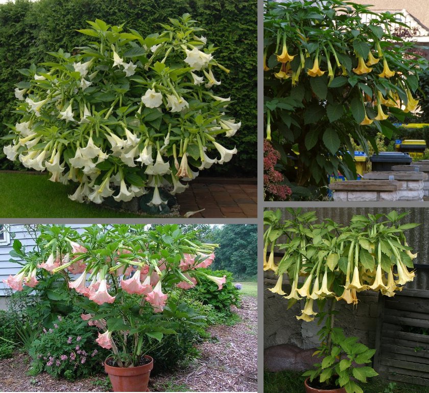 3-cuttings-angels-trumpet-brugmansia-assorted