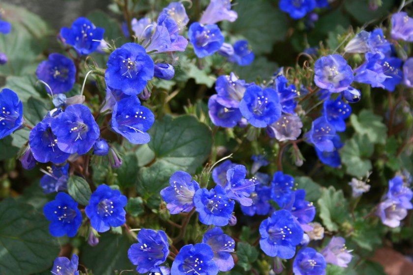 100 US Native Wildflower Blue California Bluebell Phacelia Seeds