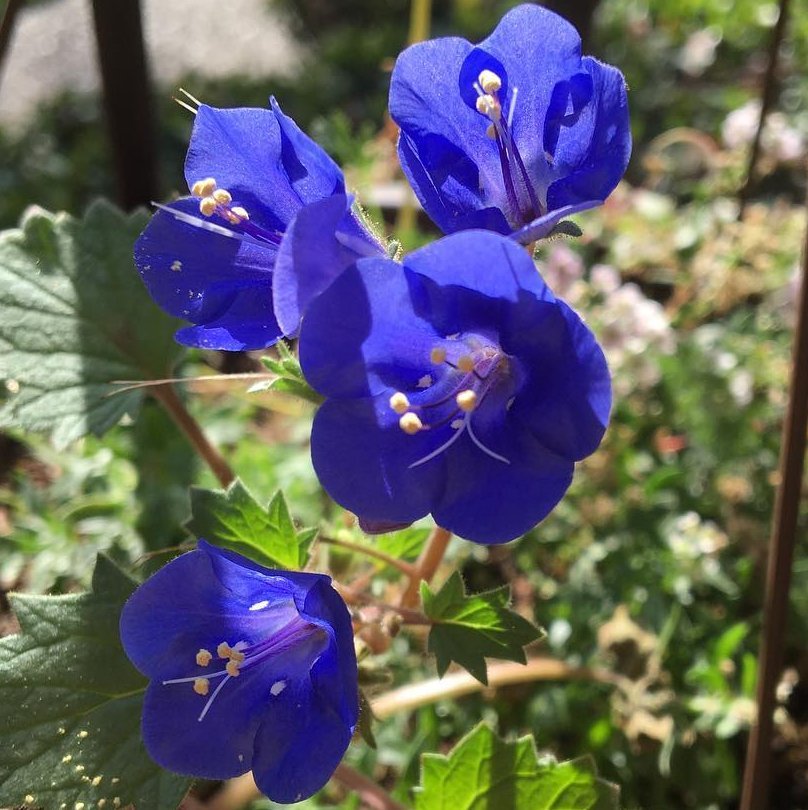 100 US Native Wildflower Blue California Bluebell Phacelia Seeds