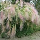 100 Squirrel Tail Grass Hordeum Seeds