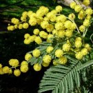 15 Yellow Mimosa Silver Wattle Acacia Seeds