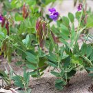 15 Wild Hardy Beach Pea Lathyrus Seeds