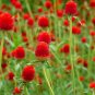 50 Red Strawberry Fields Globe Amaranth Gomphrena Seeds