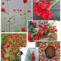 50 Red Strawberry Fields Globe Amaranth Gomphrena Seeds
