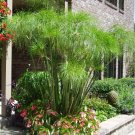 30 Papyrus Paper Reed Nile Grass Cyperus Seeds