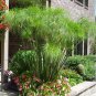30 Papyrus Paper Reed Nile Grass Cyperus Seeds