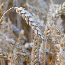 300 Bread Wheat Triticum Seeds