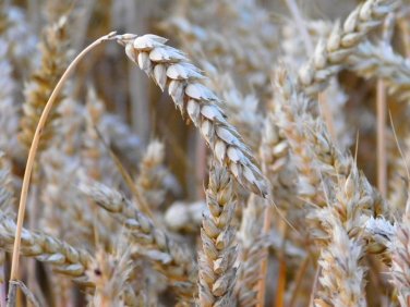 300 Bread Wheat Triticum Seeds