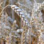 300 Bread Wheat Triticum Seeds