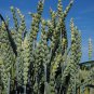 300 Bread Wheat Triticum Seeds