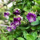 8 Purple Cup And Saucer Vine Cobaea Seeds 8 Purple Cup And Saucer Vine Cobaea Seeds