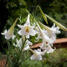 25 White Mountain Lily Lilium Seeds 25 White Mountain Lily Lilium Seeds