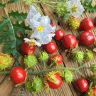 20 Litchi Tomato Berry Seeds