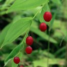 20 Wild Twisted Stalk Watermelon Berry Streptopus Seeds