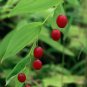 20 Wild Twisted Stalk Watermelon Berry Streptopus Seeds