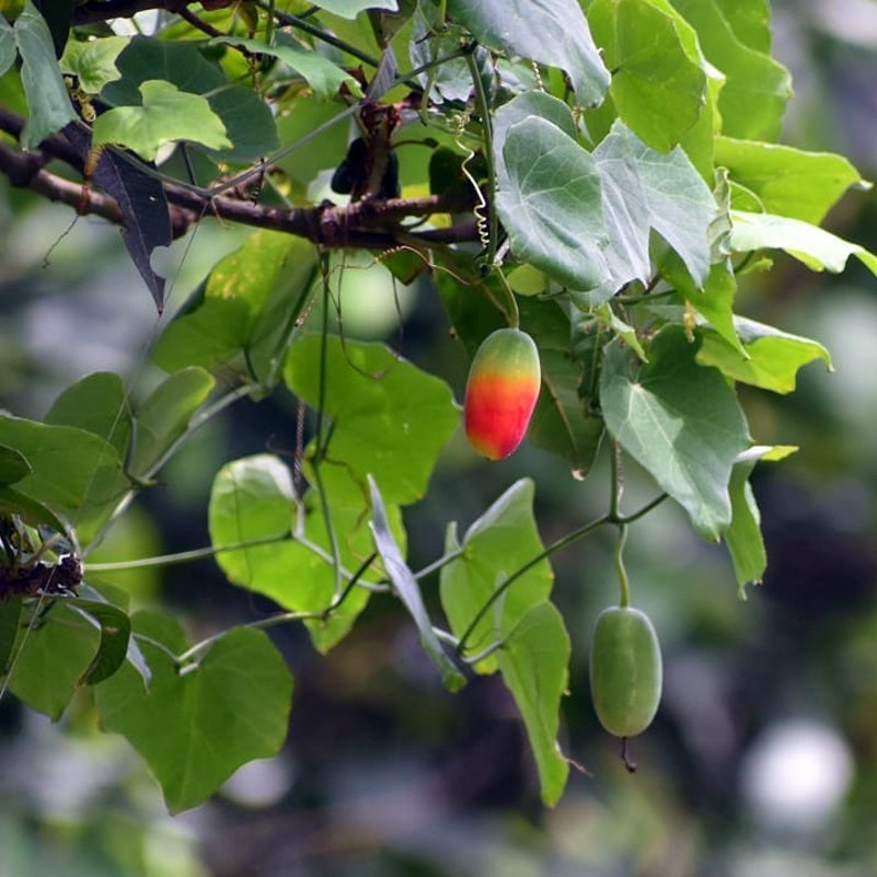 10 Indian Ivy Gourd Tindora Kundrui Seeds