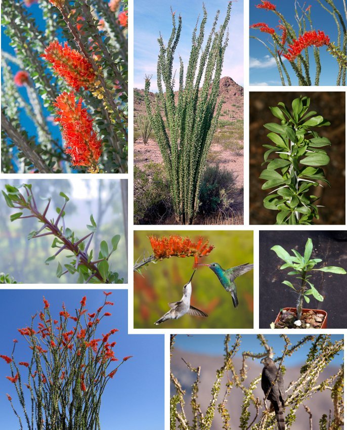 15 Desert Candlewood Ocotillo Cactus Seeds