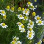 200 German Chamomile Herb Seeds